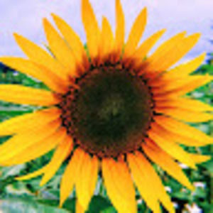 Meet your Posher, Myia